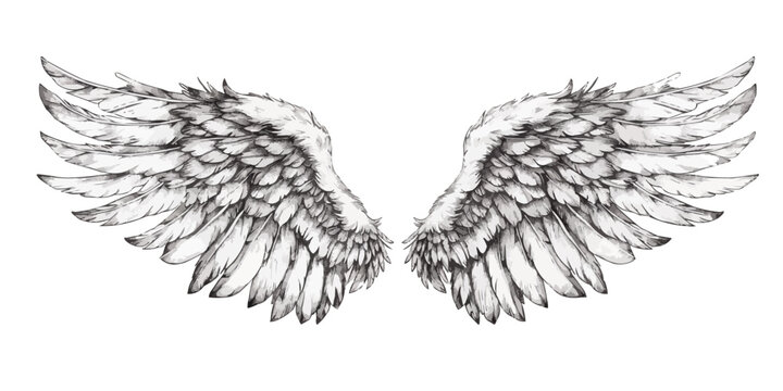 Hand drawn wings, sketch bird or angel wing with feathers. Vector illustration