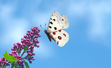 bright apollo butterfly and purple lilac flowers against a blue sky. copy space - 793701409