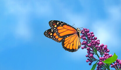 bright orange monarch butterfly and purple lilac flowers against a blue sky. copy space - 793701450