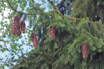 bright green spruce branches with pine cones background