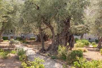 Old olive trees in the garden of Gethsemane, Jerusalem. Selective focus