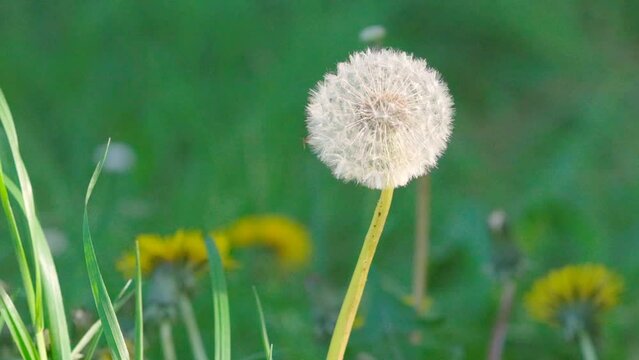 Dandelion egret, swaying in the wind, against a blurred background