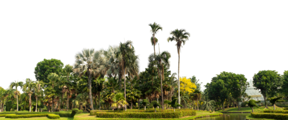 Green shrubs, ornamental plants, gardens or parks. Isolated on transparent background with clipping path and alpha channel.
