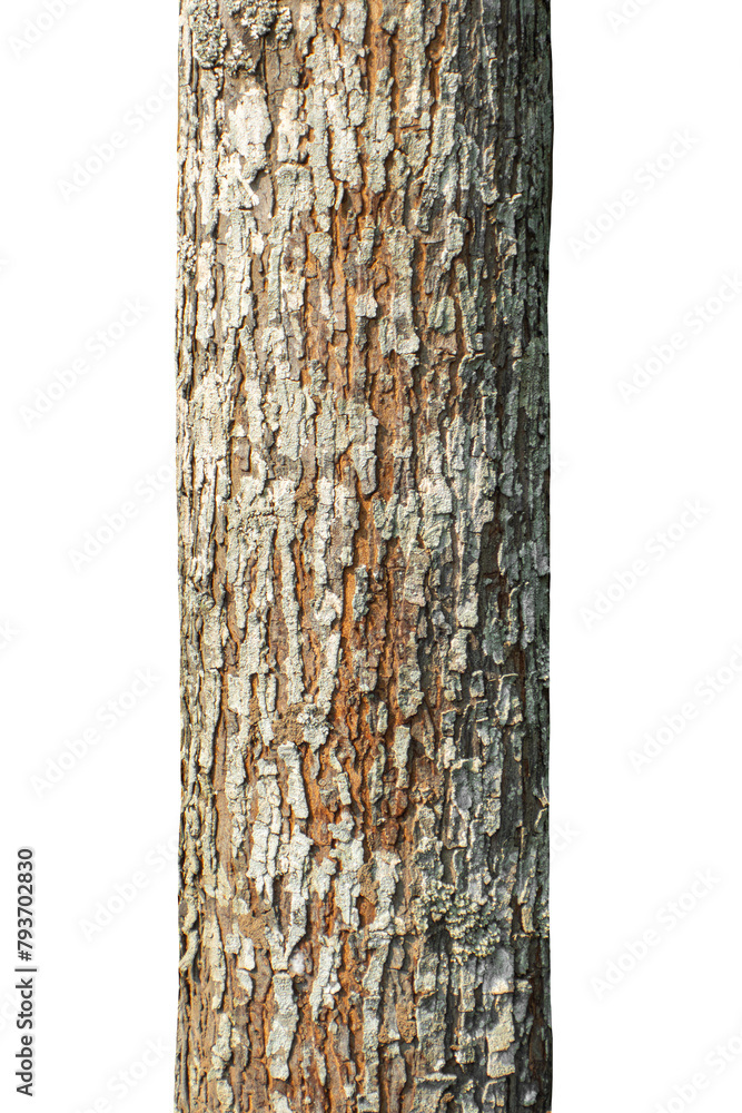 Poster trunk of a tree isolated on transparent background.