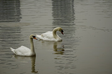 Close-up of a swan by the lake