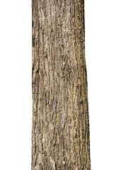 Fototapeta premium Trunk of a tree Isolated On transparent Background.