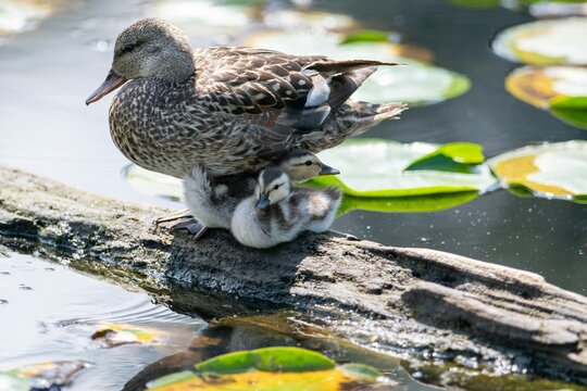 The duck waddles gracefully on the pond, its feathers glistening in the sunlight, a picture of serene beauty.