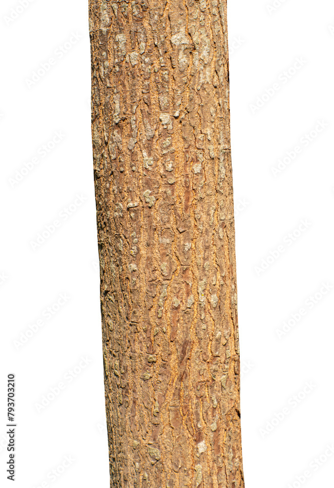 Poster trunk of a tree isolated on transparent background.