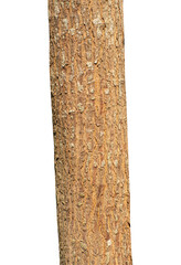 Trunk of a tree Isolated On transparent Background.
