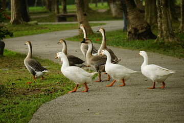 Close-up of a swan by the lake