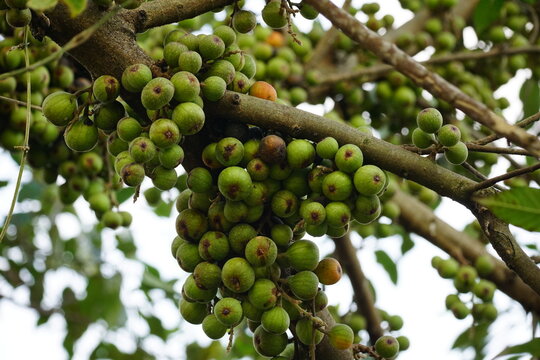 Close-up of Ficus racemosa fruit on the tree