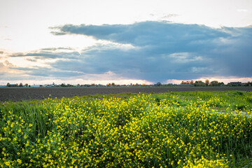 Beautiful view of a distant rain shower over the Dutch countryside with yellow flowering rapeseed in the foreground