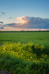 Beautiful evening view of a distant April rainshower illuminated by the setting sun with yellow rapeseed blossom in the foreground