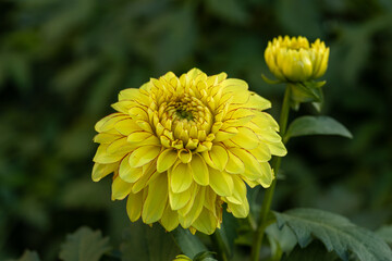 Dahlia yellow and orange flowers in garden