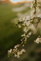 Spring flowers golden hour