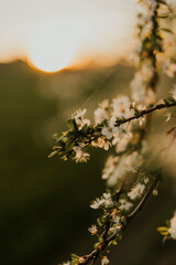Spring flowers golden hour