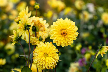 Naklejka premium Dahlia yellow and orange flowers in garden