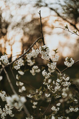 Spring flowers golden hour