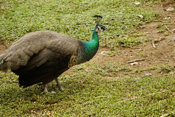 Close-up of a peacock in the zoo