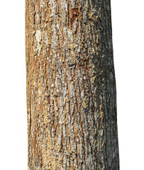 Trunk of a tree Isolated On transparent Background...
