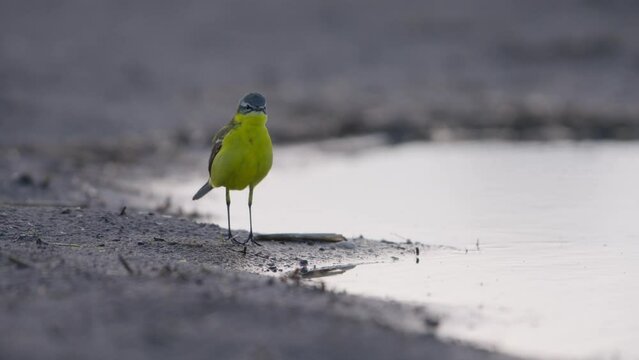 Shallow focus low angle shot of dainty Yellow Wagtail walking next to water