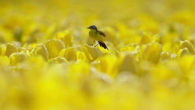 Yellow Wagtail lands among sea of vivid yellow tulip flowers, Dutch Bollenstreek