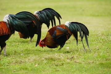 Close-up of chicken on the grass