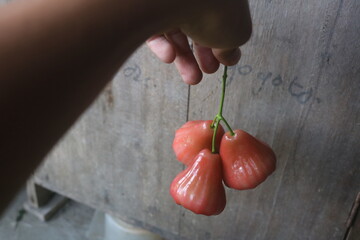 Water apple (water apple) is a plant in the guava or syzygium tribe native to Southeast Asia....