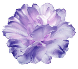 Obraz premium Purple tulip flower on isolated background with clipping path. Closeup. For design. Transparent background. 