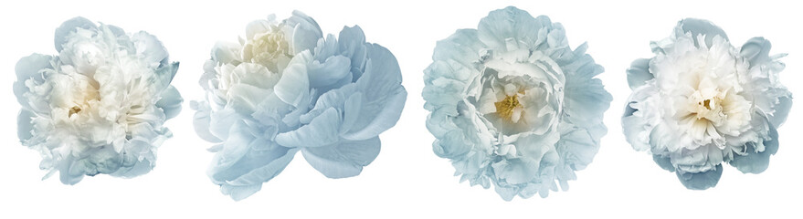 Light  blue  peonies  flowers  on  isolated background with clipping path. Closeup. Transparent background.  Nature. © nadezhda F