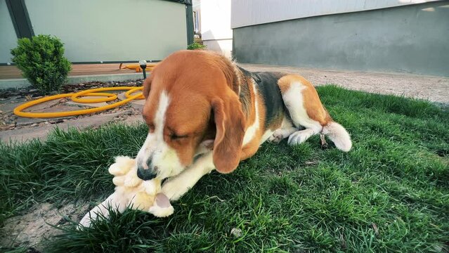A tricolor dog is enthusiastically gnawing on a soft toy on a green lawn. A high quality. General plan. Horizontal video
