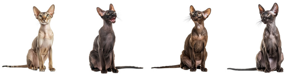 Cat PNG set - sitting photo of happy Oriental Shorthair isolate transparent background