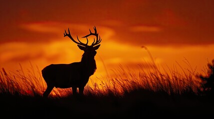 silhouette of red deer stag at dawn, orange sky