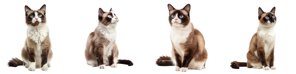 Cat PNG set - sitting photo of happy Snowshoe cat isolate transparent background