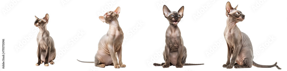 Wall mural Cat PNG set - sitting photo of happy Sphynx cat isolated transparent background