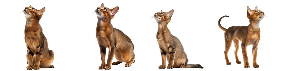 Cat PNG set - standing photo of happy Abyssinian isolated transparent background