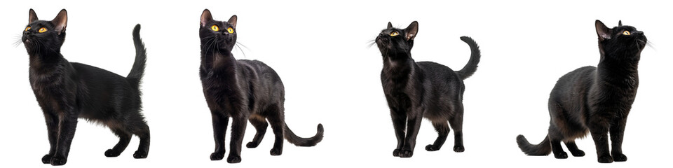Cat PNG set - standing photo of happy Bombay cat isolated transparent background