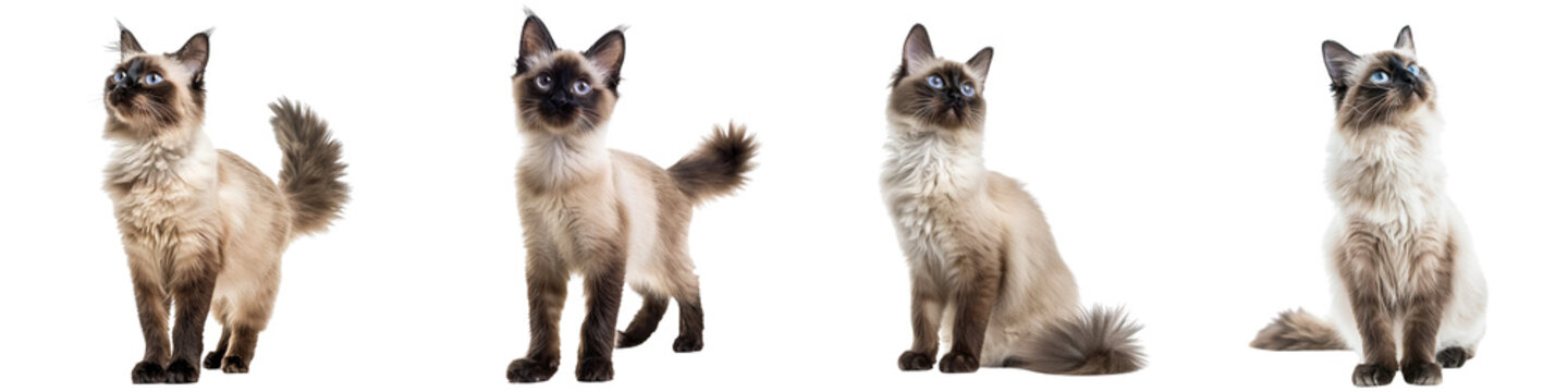 Cat PNG set - standing photo of happy Balinese cat isolate transparent background