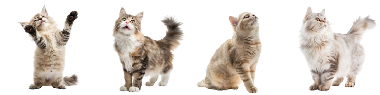 Cat PNG set - standing photo of happy Australian Mist cat transparent background