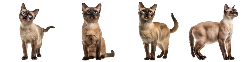 Cat PNG set - standing photo of happy Burmese cat isolated transparent background