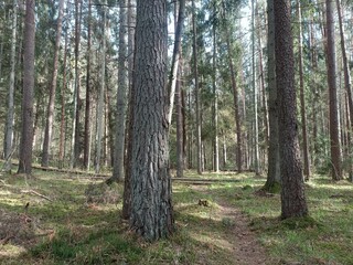 Kurtuvenai regional park during cloudy day. Pine tree forest. Footpath in woodland. Moss growing on soil. Some small grass and tress growing in woods. Summer season. Kurtuvenu regioninis parkas.