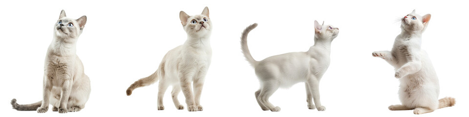 Cat PNG set - standing photo of happy Burmilla isolated transparent background