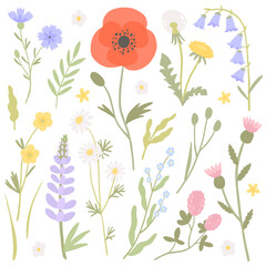 Field flowers vector set. Illustrations of summer meadow plants - chamomile, poppy, lupin, clover on white background - obrazy, fototapety, plakaty