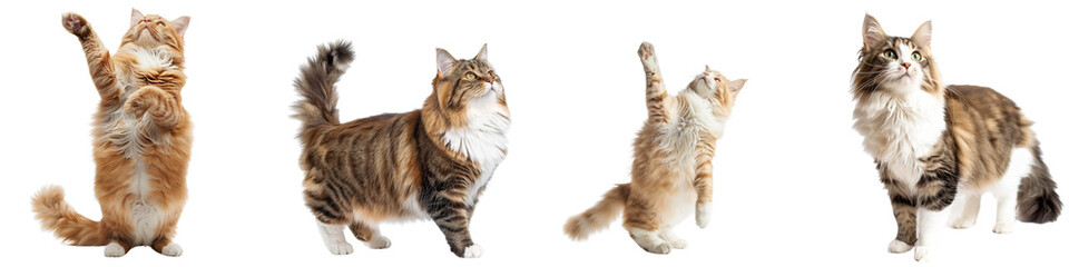 Cat PNG set - standing photo of happy Ragamuffin cat isolated transparent background