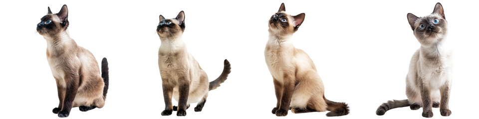 Cat PNG set - standing photo of happy siamese cat isolated transparent background