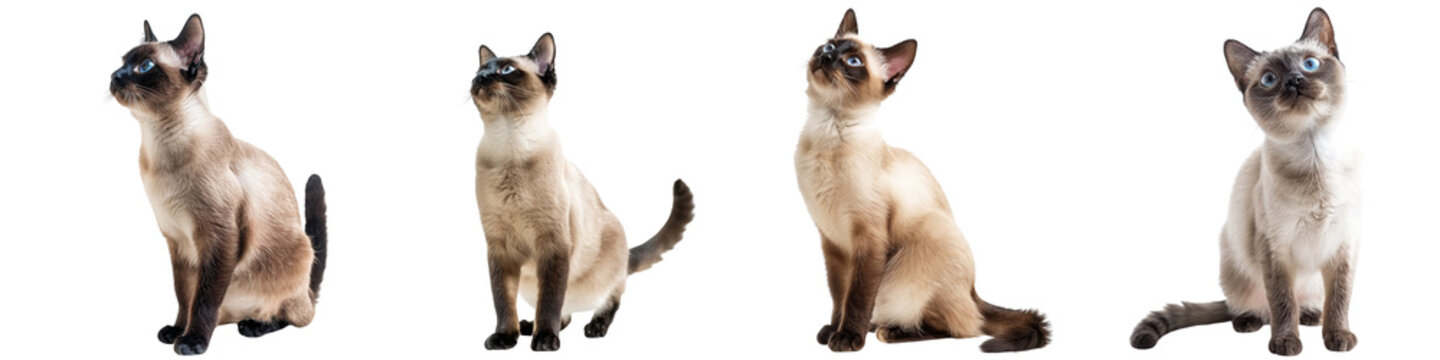 Cat PNG set - standing photo of happy siamese cat isolated transparent background
