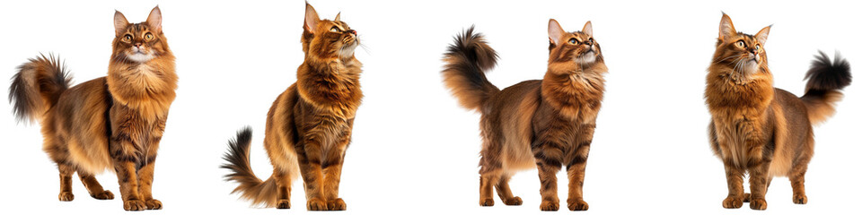 Cat PNG set - standing photo of happy Somali cat isolated transparent background