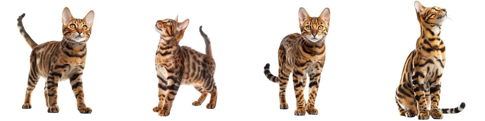 Cat PNG set - standing photo of happy Toyger isolated transparent background