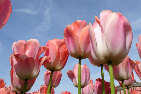 Salmon pink Darwin hybrid tulip, tulipa ‘Pink Impression’ in flower, with a blue sky background.