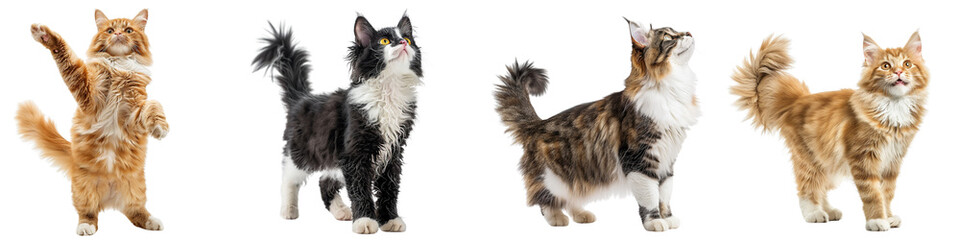 Cat PNG set - standing photo of laperm cat isolated transparent background